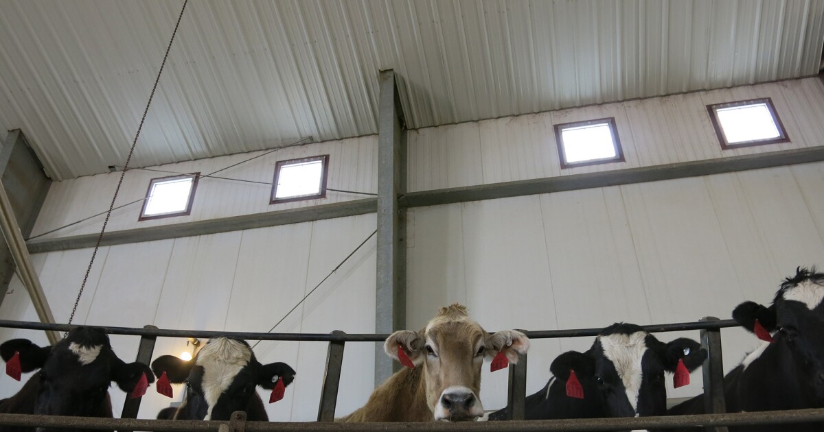 A New Cheese Factory Can Literally Transform the Landscape around It