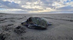 The Olive Ridley sea turtle that washed ashore on Sunset Beach in Clatsop County, Ore., was one of two sea turtles found on the Oregon Coast in the final days of 2024.