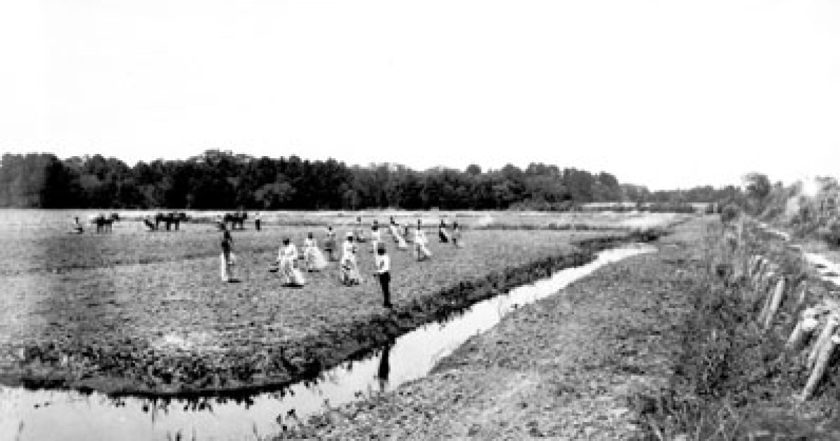 History of Rice Plantations In ENC