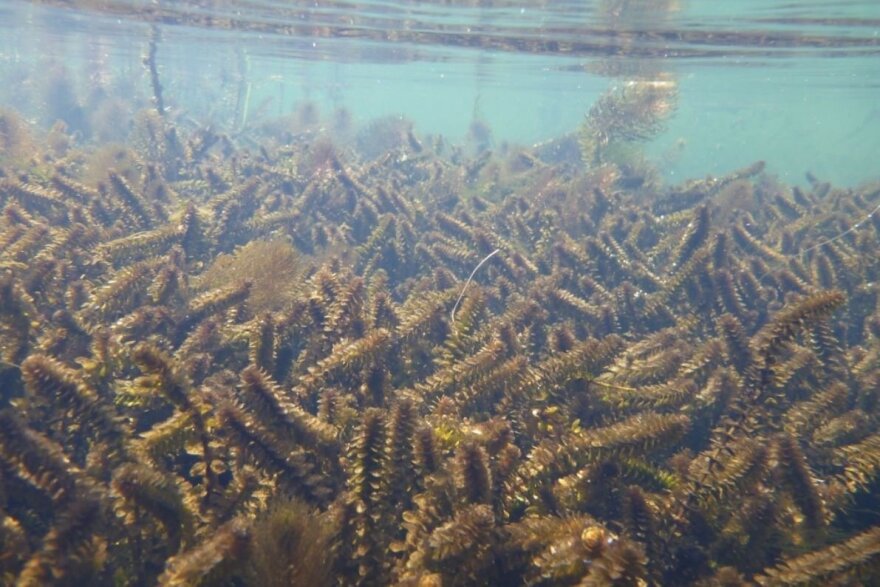 An elodea-infested lake.