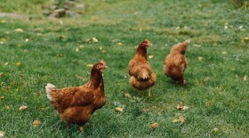 Chickens walking around on grass. (For Spotlight PA)