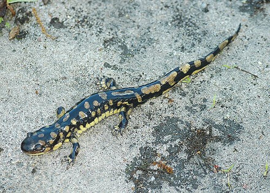 Discover Nature: Salamander Larvae Transform to Adults
