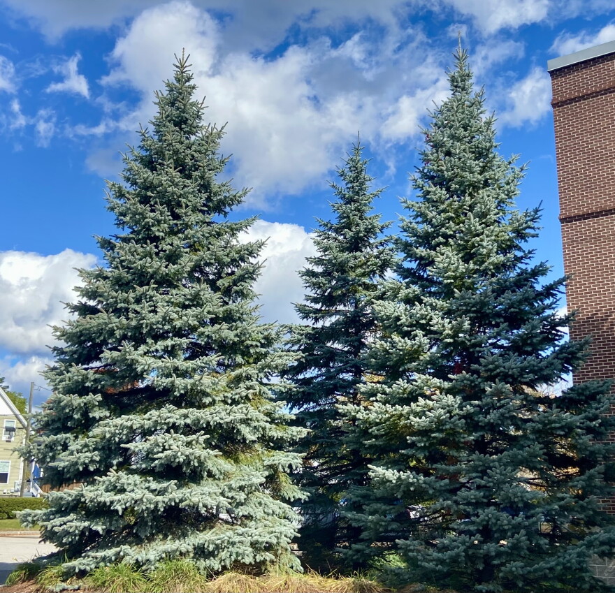 Three blue spruce trees.
