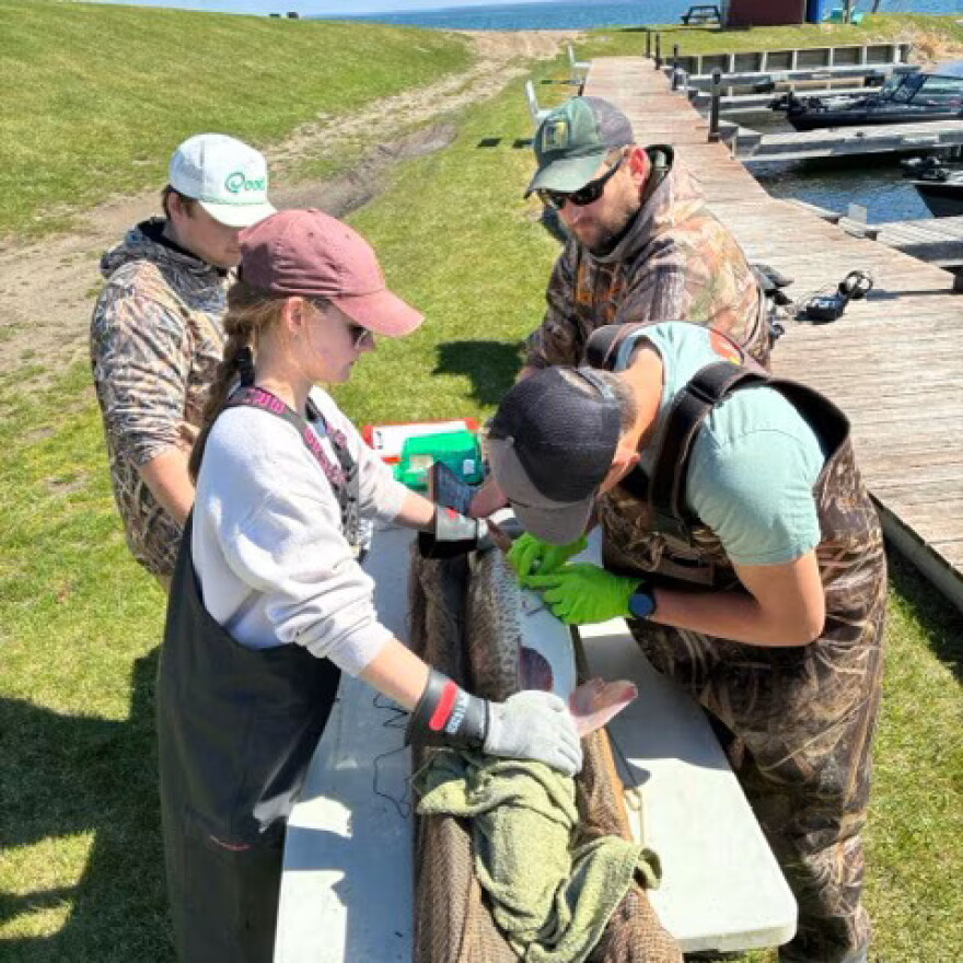 Four Bemidji State University students surgically implant a tracking capsule into a muskie.