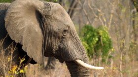 In this photo taken on Thursday, Oct. 1, 2015, an elephant is seen in Hwange National Park, about 700 kilometres south west of Harare, Zimbabwe. (Tsvangirayi Mukwazhi/AP)