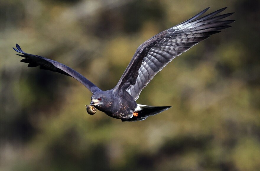 Snail kite with a snail in the Everglades. Effects of the Everglades detention center on the environment of the Everglades could cut across flora and fauna and even just causing lightening the night sky around the center.
