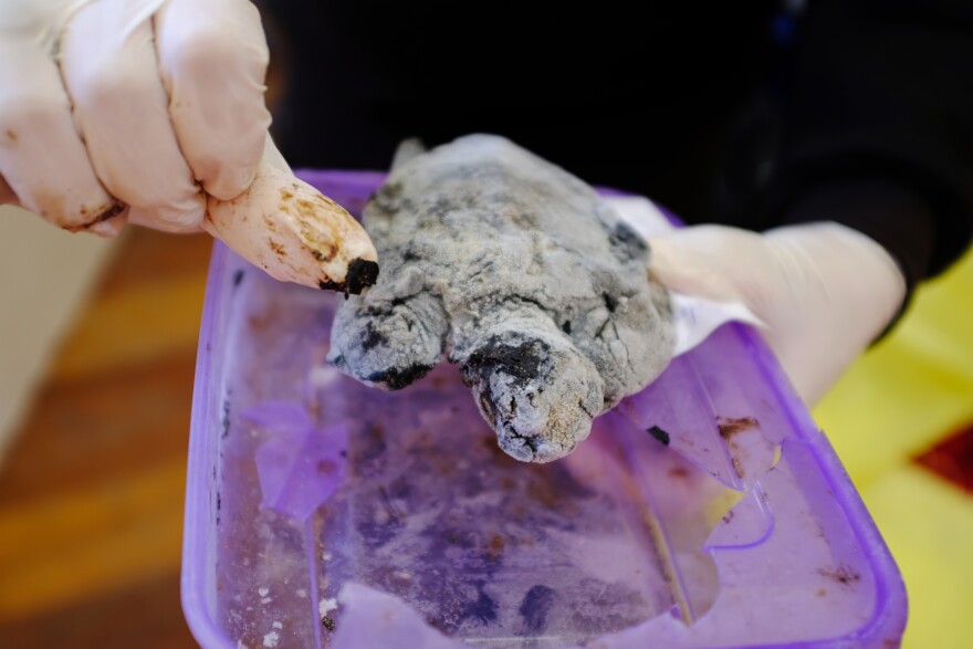 Hassan Hamze, the deputy director of the Tyre nature reserve in south Lebanon, shows the body of a dead green sea turtle covered in black oil from the spill.