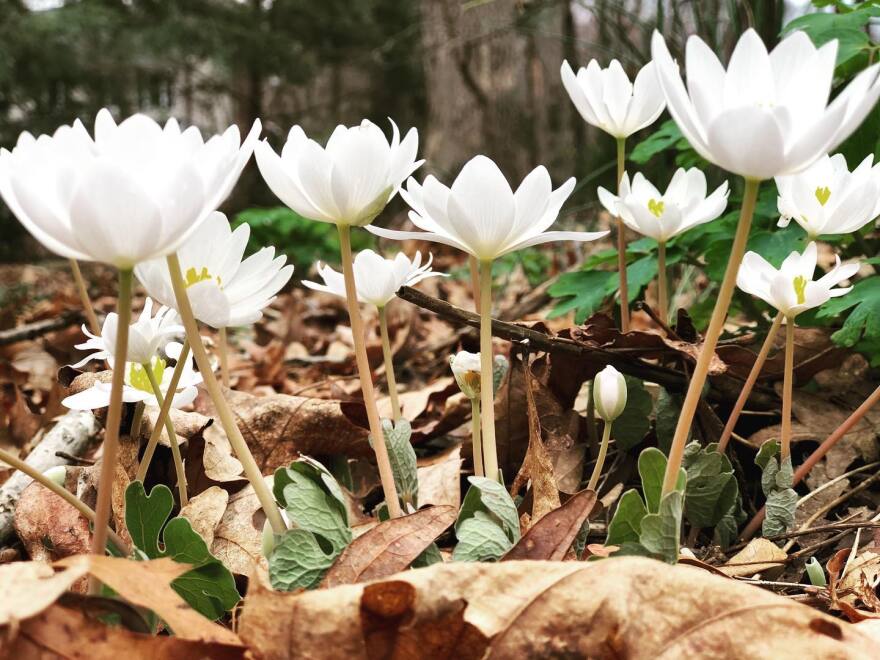 Sanguinaria canadensis (Bloodroot), a fragile spring flower.