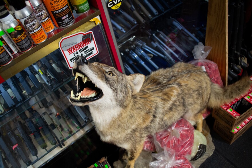 Taxidermy adorns several displays in Rodgers' shop.