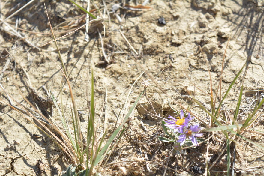 Two small purple flowers grow in dry, cracked dirt along small shoots of grass.