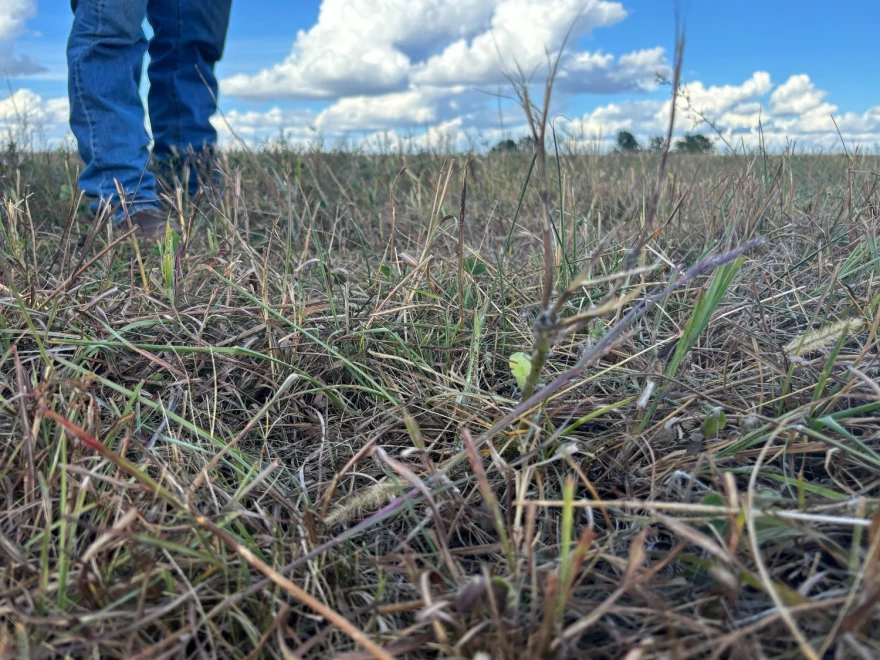 Wilburn Harris walks on the grass of his farm in Drexel, Missouri last fall. Drought struck his county in August 2024, causing the grass to look much less green than typically.