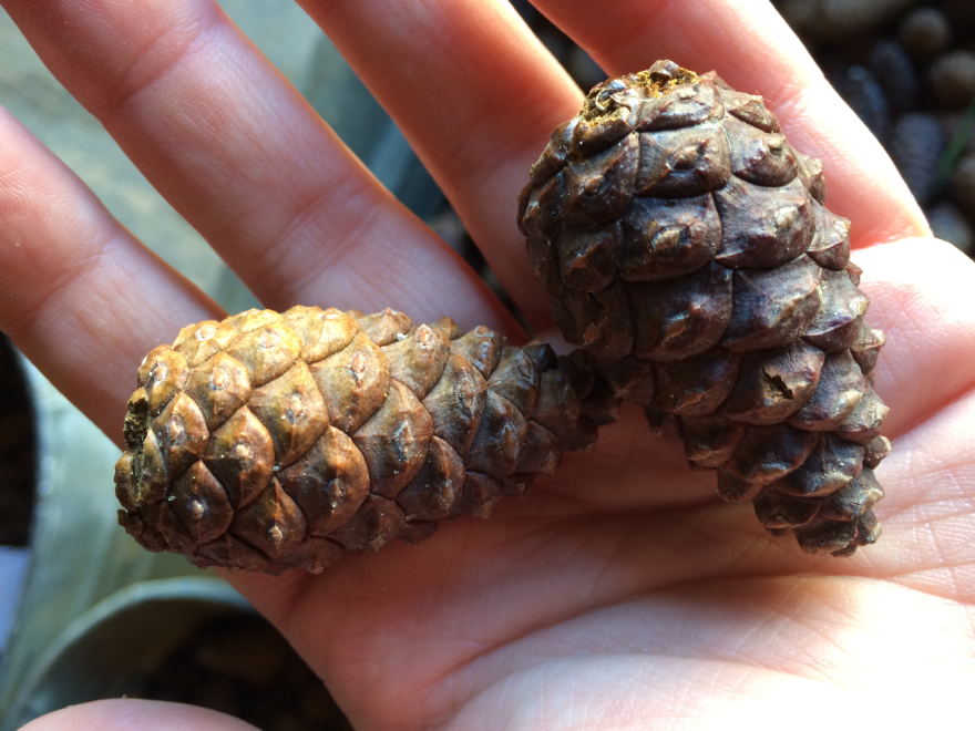 Two red pine cones rest in a person's hand.
