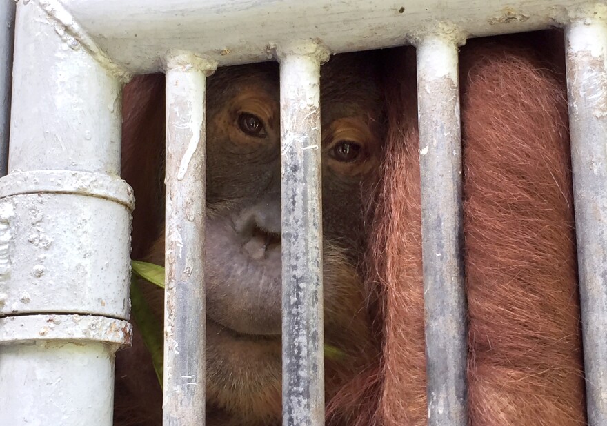 An adult orangutan in a cage at the Sumatran Orangutan Conservation Program. It's one of four that remain at the program, either because they are disabled or because they pose a risk to people and animals outside the program.