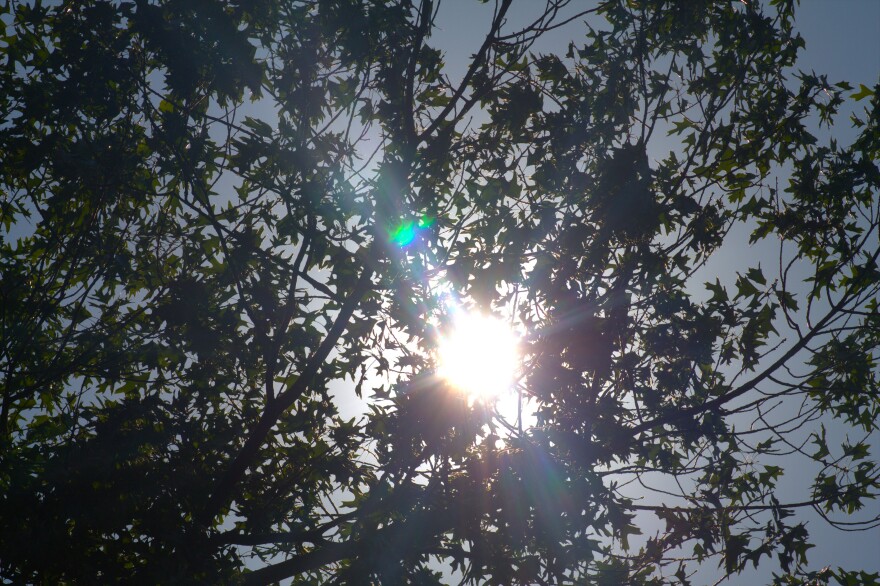 Sunshine peeking through tree leaves on Michigan State University's campus on July 14, 2026.