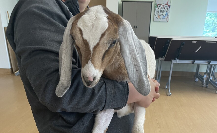  Baby goat at Mohawk Hudson Humane Society for demonstration on crate training 