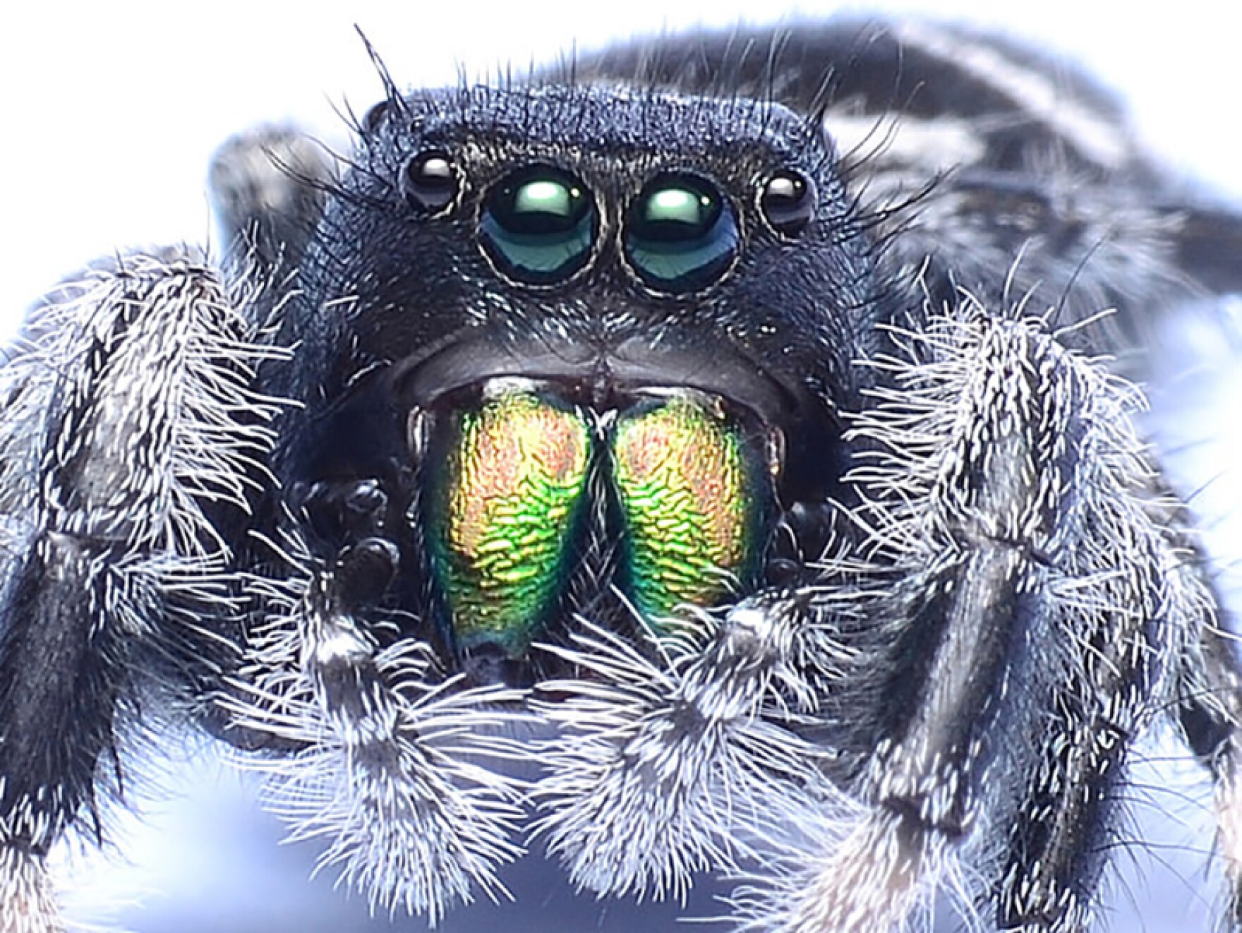 The Regal Jumping Spider South Carolina Public Radio