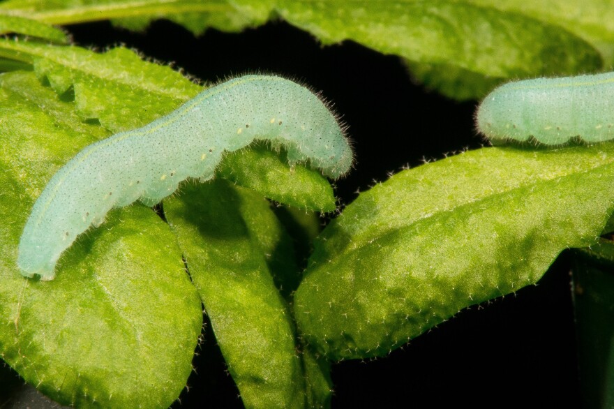 A cabbage butterfly caterpillar. For tens of millions of years, these critters have been in an evolutionary arms race with plants they munch on. The end result: "mustard oil bombs" that also explode with flavor when we humans harness them to make condiments.