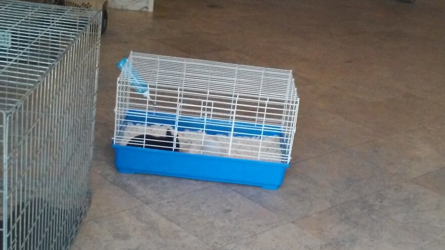 WEDGWOODSENIORFIRE_BUNNY_RESCUE.jpg