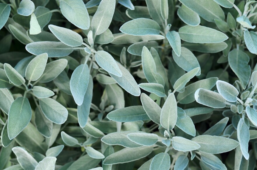 Common sage or salvia officinalis - perennial subshrub, used in medicinal and culinary. A macro image of aromatic sage growing outdoors, top view.