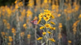 A monarch butterfly feasts on a Maximilian sunflower in Norman.