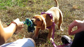Bella, a 2-month-old therapy dog in training, in December. The Florida Senate on Thursday gave the thumbs-up to allow such dogs in court for children testifying in abuse, abandonment and neglect cases, sending the bill to Gov. Rick Scott's desk. (File/WUFT News)