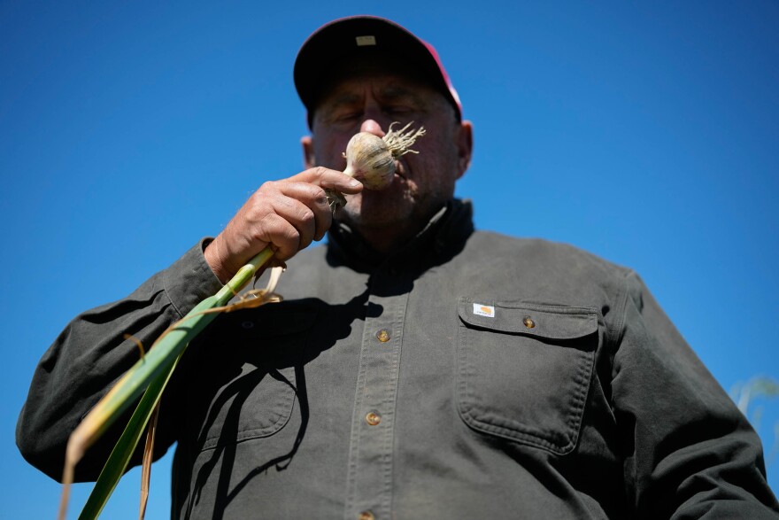 A person holds a bulb of garlic up to his nose.