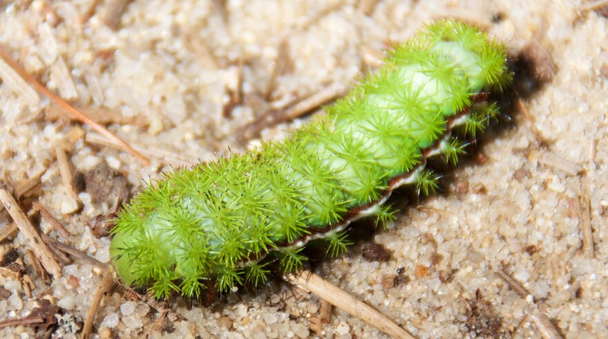 The larva of an Io Caterpillar.