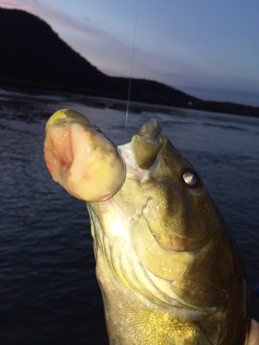 cancer causing fish lure Straight Runner Gold Colorado / Neon Chartreuse Aqua Dream Living Heddon Super Spook XT -