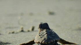 Loggerhead sea turtle