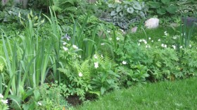 Rain Garden.