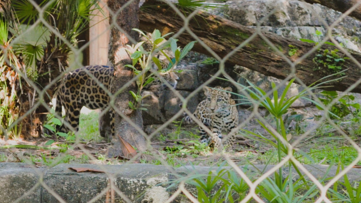 Banks the baby jaguar introduced at Jacksonville zoo - Vimarsana News