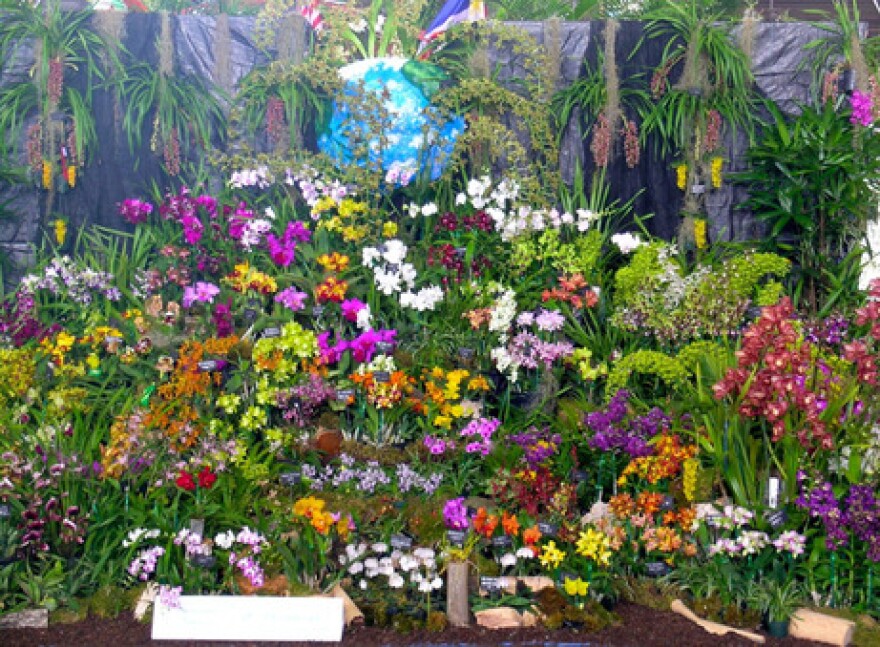 Thousands of orchids on display.