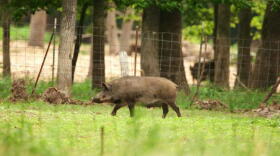 Feral hogs have caused a lot of damage to rural areas. Now their meat may end up helping food banks.