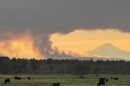 Cows graze in front of the Akawa Butte Fire in Central Oregon.
