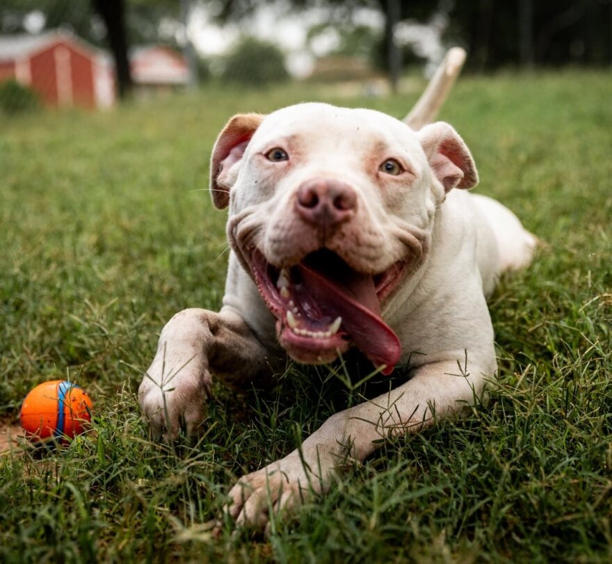 Oddball es un perro en el Austin Animal Center.