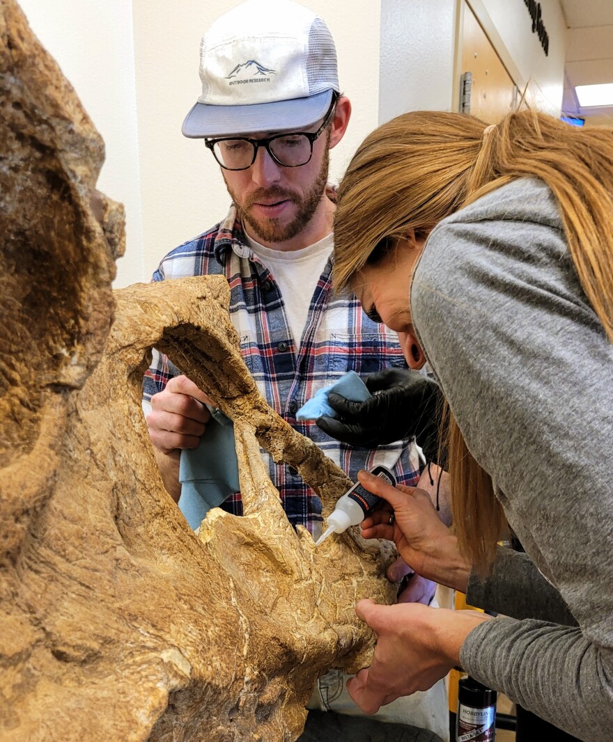 Fossil preparators Salvado Bastien and Natalie Toth use epoxy and superglue to adhere the tip of Pops' snout back in place. The tip of the fossil broke off during transit from the restoration studio in Fruita.