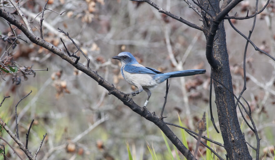 A blue and white scrub-jay sitting in a tree.