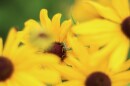 Augochlora pura, the Pure Golden Green Sweat Bee, rests on a yellow coneflower in the MU Extension Garden at Burr Oak Woods Conservation Area outside of Kansas City, Missouri, on July 23, 2025. The pure golden green bee can be seen pollinating flowers from April to October.