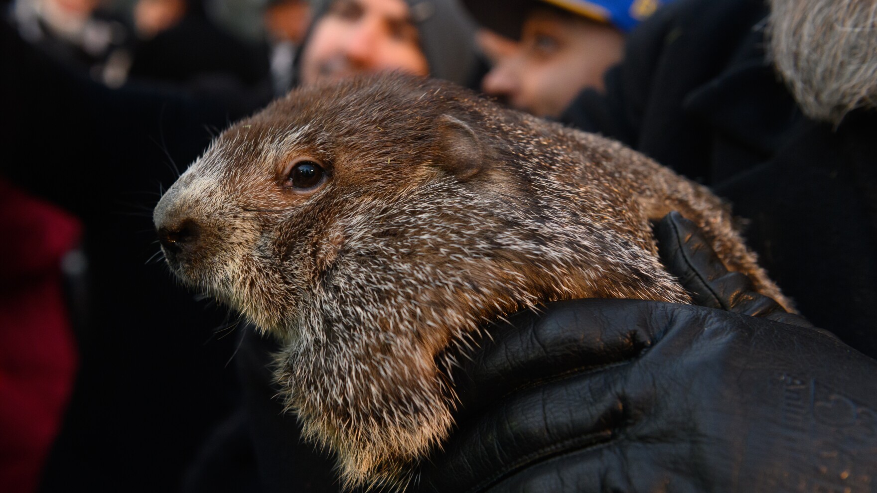 Phil Chuck Jimmy Here s Why Many Groundhog Day Prognosticators Are phil-chuck-jimmy-here-s-why-many-groundhog-day-prognosticators-are