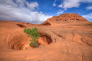 A long expanse of red rock. In the foreground there's a pit in the rock where a tree is growing. There's also an incline in the background with holes dotted in the rock.