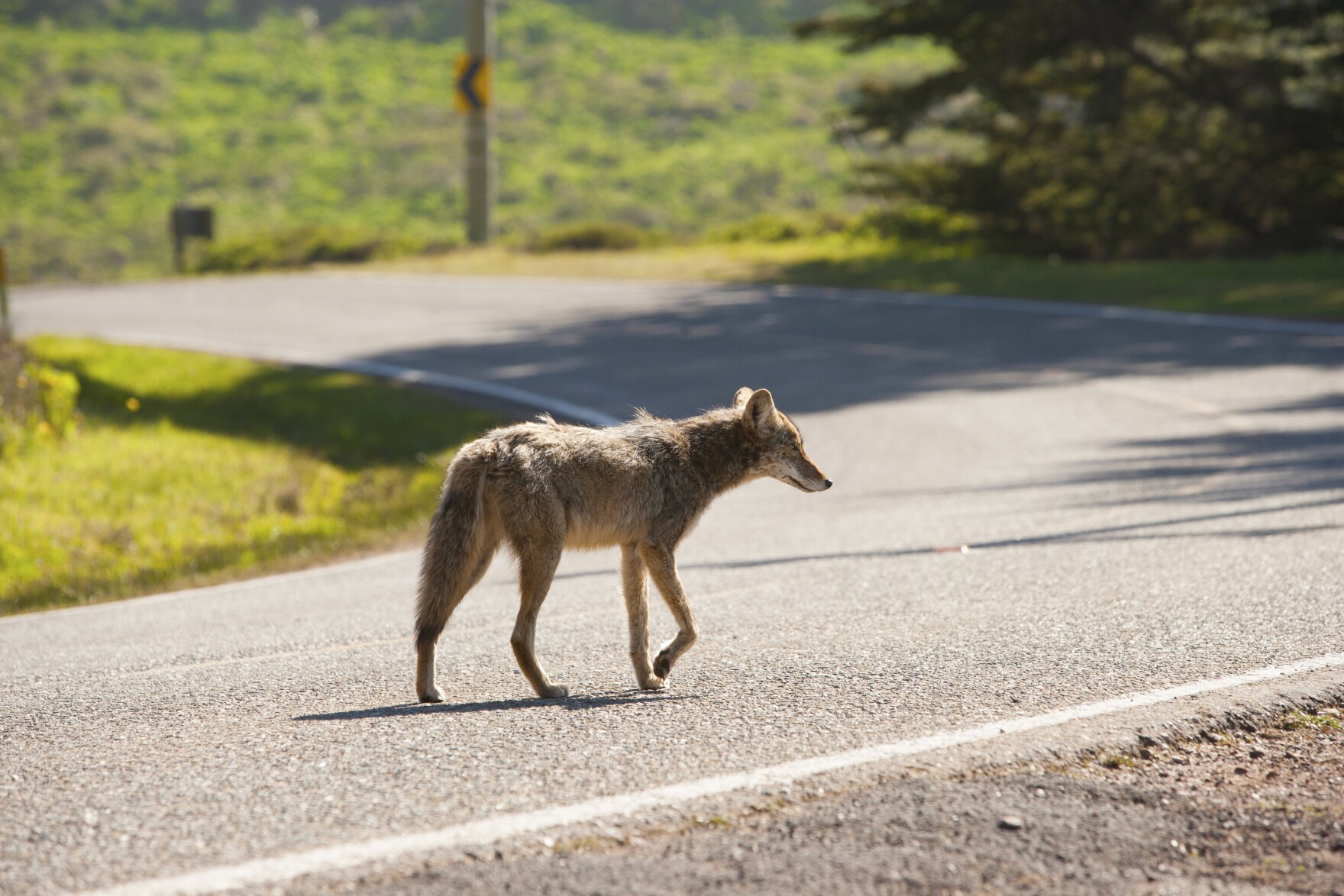 Coyotes in the Cape Fear Are They a Threat? WHQR