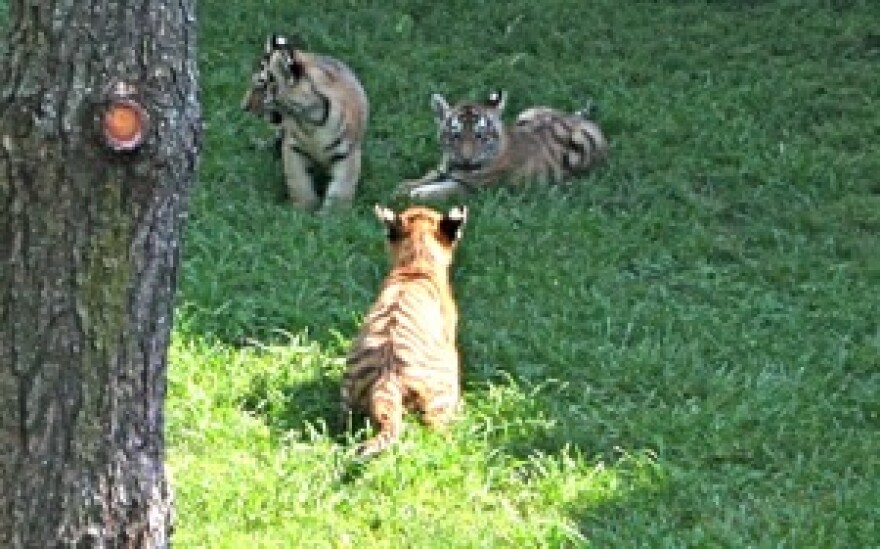 tiger cub at the St. Louis zoo. 2008