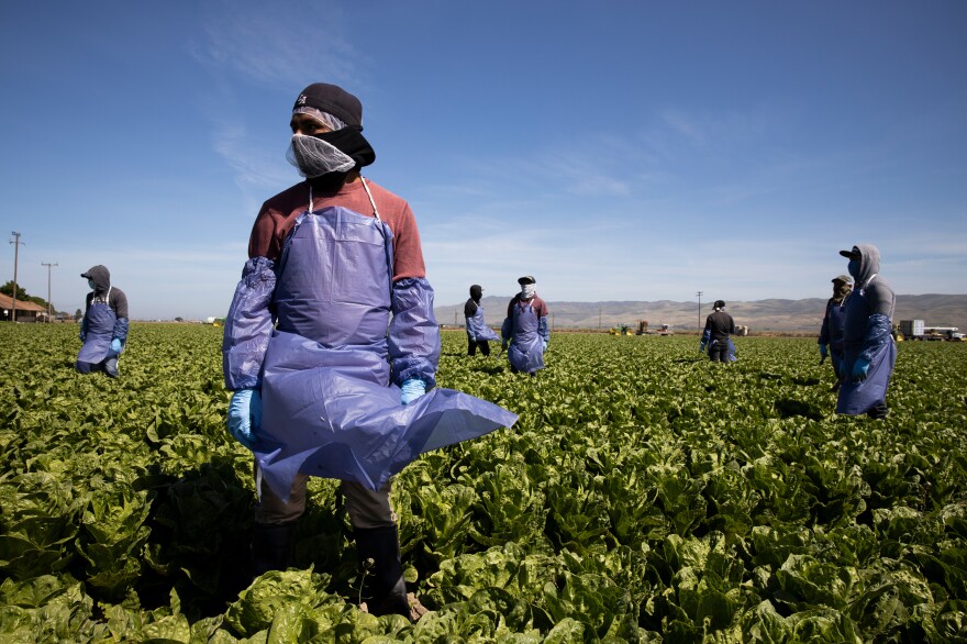 With the coronavirus spreading, farms try to keep workers like these in Greenfield, Calif. safe through physical distancing and other measures but advocates for laborers say protections are often not adequate.