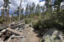 A dirt hiking trail in a forest with fallen trees blocking the way forward. 