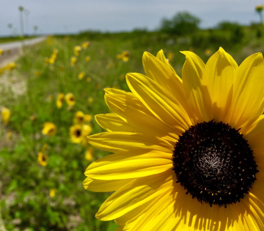 wildflower