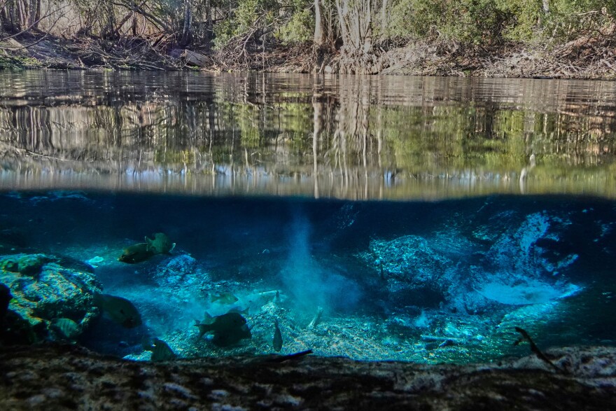 Freshwater fish swim in Cannon Spring, one of the lost springs of the Ocklawaha River, Thursday, March 5, 2026, in Marion County, Fla. (AP Photo/Marta Lavandier)