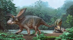 A rendering of the newly discovered Bisticeratops.
