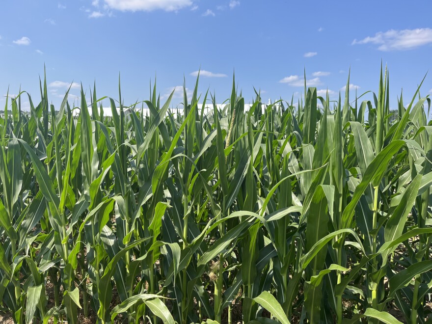 Corn growing behind the Michigan State University Crop Soil Science Research Building