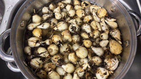 Camas is a key traditional food for the Nimíipuu and digging for it is also a way of connecting to the land