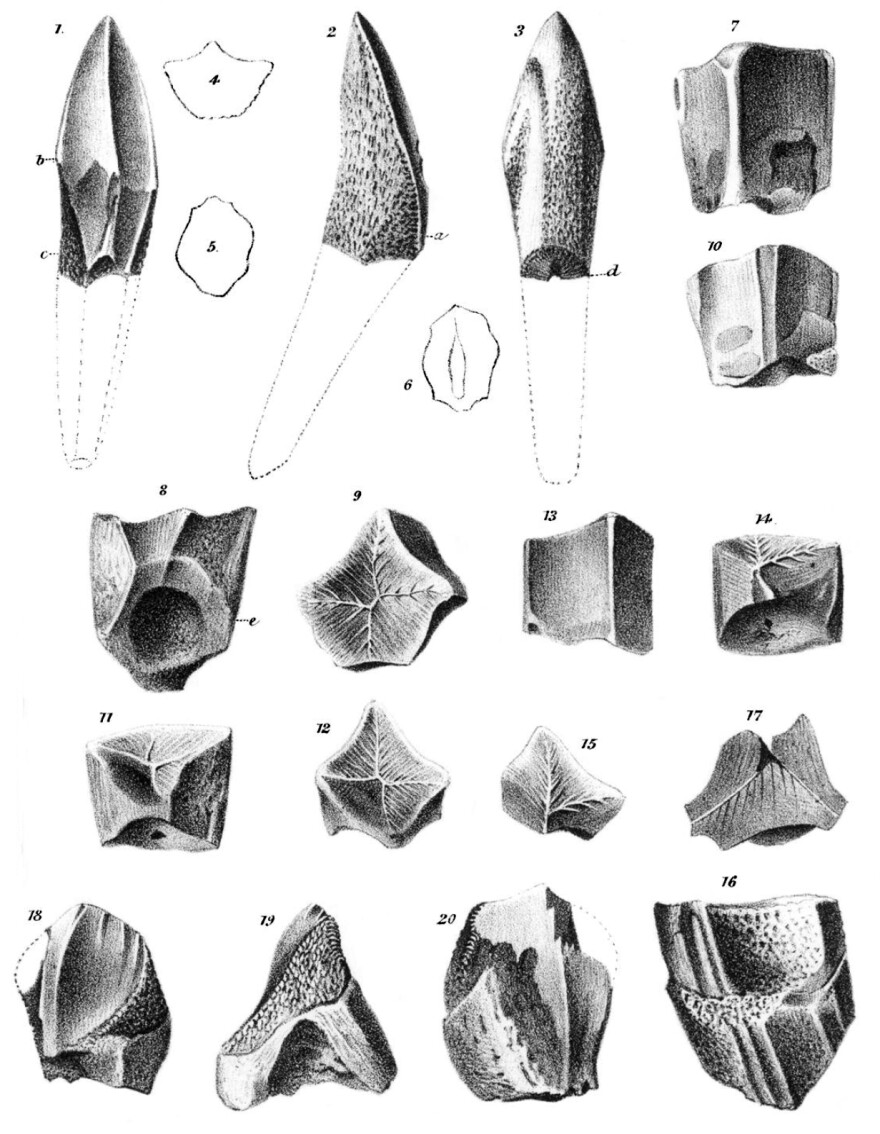 Illustration of the isolated teeth classified as trachodon by Joseph Leidy in 1856.